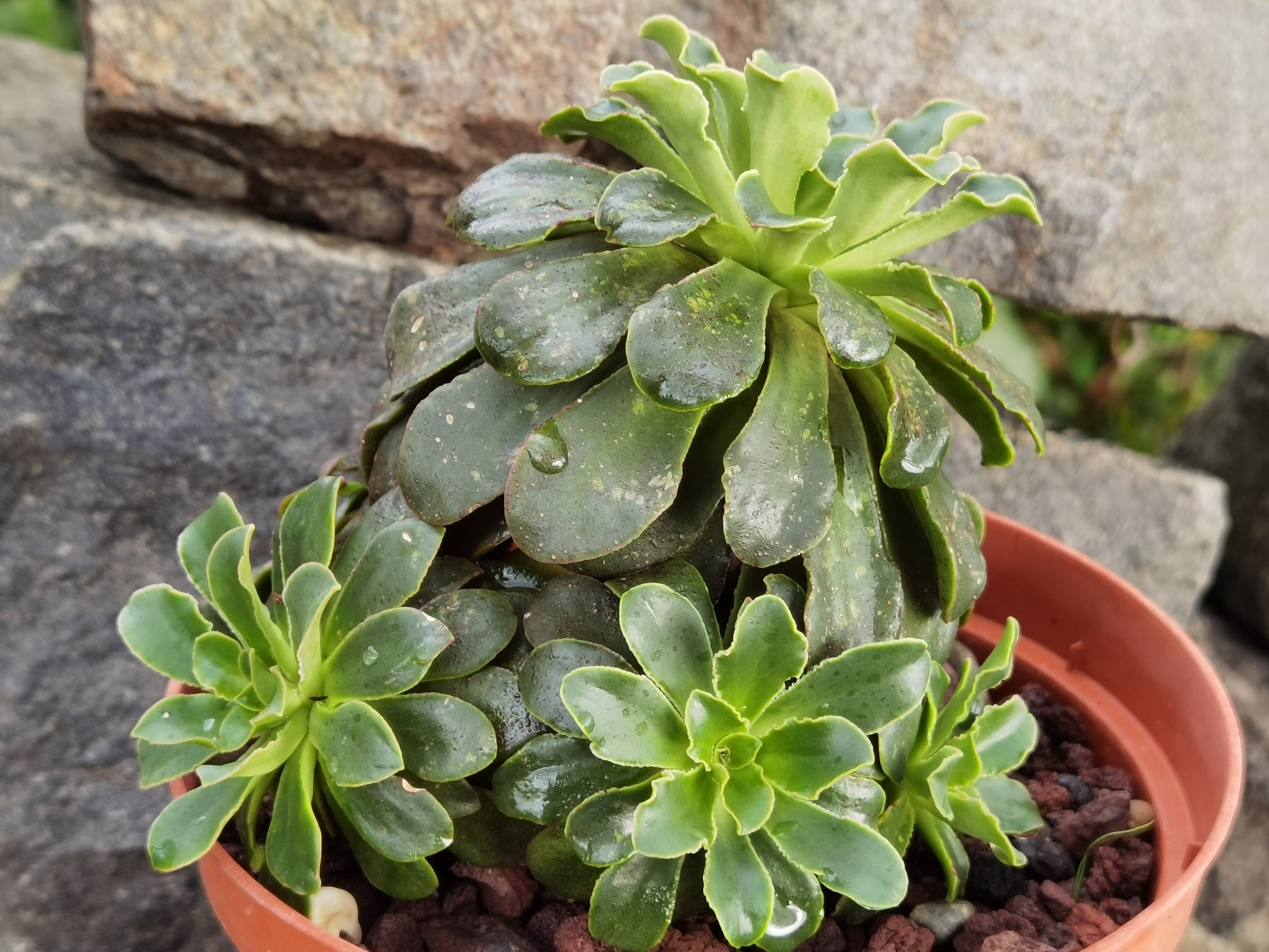 Lewisia cotyledon en fleurs sur un éboulis calcaire